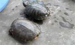 甲魚和王八一樣嗎？甲魚的生長周期是多少天