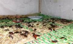 土鱉蟲的養(yǎng)殖方法 幼蟲飼養(yǎng)與溫度、濕度管理等