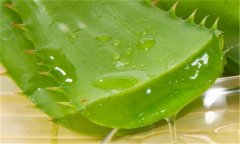 蘆薈能延緩衰老嗎？如何自制蘆薈美容品