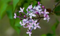 丁香花什么時候開花？丁香花的功效與作用