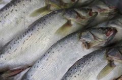養(yǎng)殖三文魚(yú)的環(huán)境條件，三文魚(yú)苗種的放養(yǎng)要求