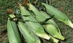糯玉米如何進(jìn)行水肥管理？糯玉米種植技術(shù)要點(diǎn)