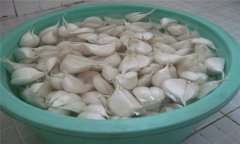大蒜如何播種？大蒜種植技術(shù)與田間管理方法