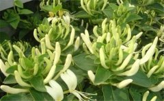 金銀花美容養(yǎng)顏嗎？介紹兩個金銀花的養(yǎng)顏妙方