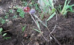 川貝母產(chǎn)地是哪里？川貝母的用法、用量與禁忌