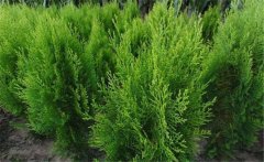 側(cè)柏樹簡介 側(cè)柏樹的生態(tài)習(xí)性與種類、分布