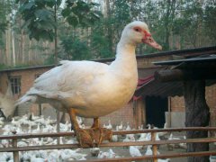 番鴨產(chǎn)蛋期為幾月份？番鴨產(chǎn)蛋期飼養(yǎng)管理技術(shù)