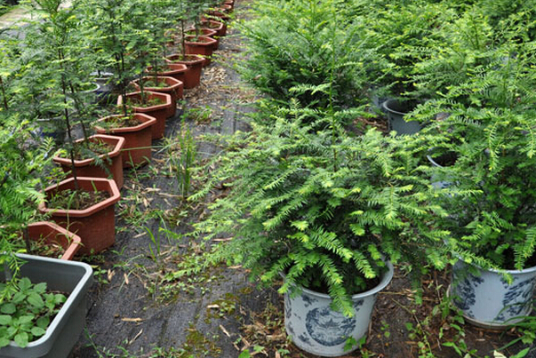 紅豆杉種植技術