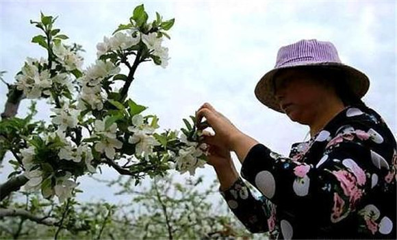 蘋果樹(shù)疏花朵的方法