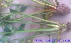 西芹裂根是怎么回事？怎樣防止？
