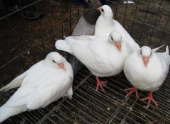 肉鴿如何才能提高成活率？