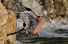 斑鳩的種類(lèi)有哪些？