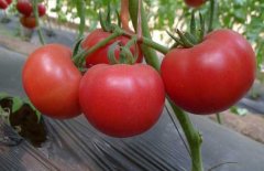 西紅柿常用激素、調(diào)節(jié)劑、微肥、葉面肥