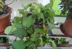 常見的凈化空氣的室內(nèi)植物有哪些？