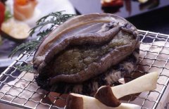 鮑魚的常見(jiàn)種類（品種）有哪些