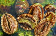 鮑魚(yú)的營(yíng)養(yǎng)價(jià)值有哪些，適宜哪些人群食用