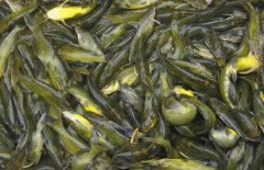 黃顙魚的市場參考價(jià)格，黃顙魚的選購方法