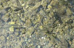 青魚魚種培育方法、親魚培育池設計與繁殖技術