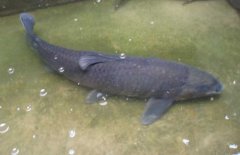 青魚吃什么食物？青魚的飼料建議配方
