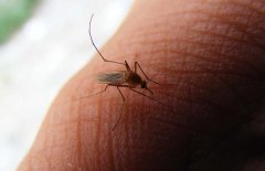 蚊子為什么要吸血 蚊子吸血的時候可以拍死嗎？