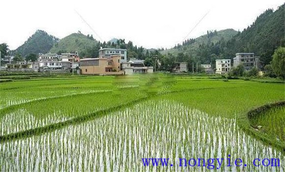搶茬精播，穩(wěn)過立苗關(guān)