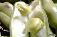 蠶豆有毒嗎？