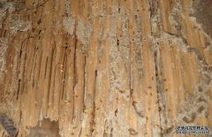 白蟻的生活環(huán)境是怎樣的？