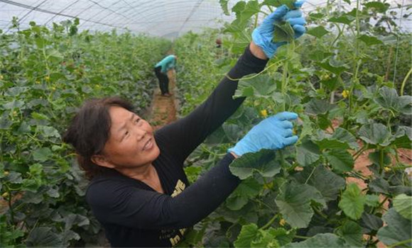 大棚香甜瓜的的整枝、抹叉