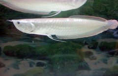 銀龍魚不吃食怎么辦，是什么原因?qū)е碌? /></a>
            <a href=