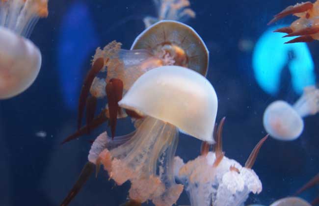 海蜇能蜇死人嗎？
