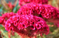 雞冠花治婦科病嗎，它有哪些作用