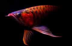 紅龍魚怎么才能養(yǎng)好？紅龍魚的正確飼養(yǎng)方法