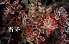 霜降的節(jié)氣由來，介紹關(guān)于霜降節(jié)氣的民間風(fēng)俗
