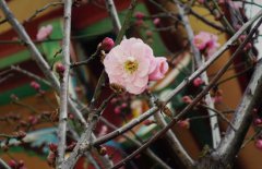立春的含義是什么，關(guān)于立春的農(nóng)業(yè)諺語有哪些