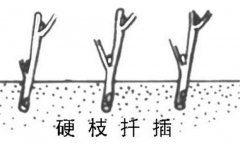 如何繁殖黑豆果 黑豆果硬枝扦插、綠枝扦插方法