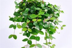 適合吊盆栽植的花卉有哪些，吊盆植物有哪些？