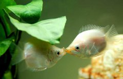接吻魚好不好養(yǎng)殖，接吻魚怎么養(yǎng)才好？