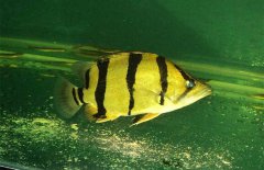 虎魚和什么魚混養(yǎng)，虎魚混養(yǎng)注意事項