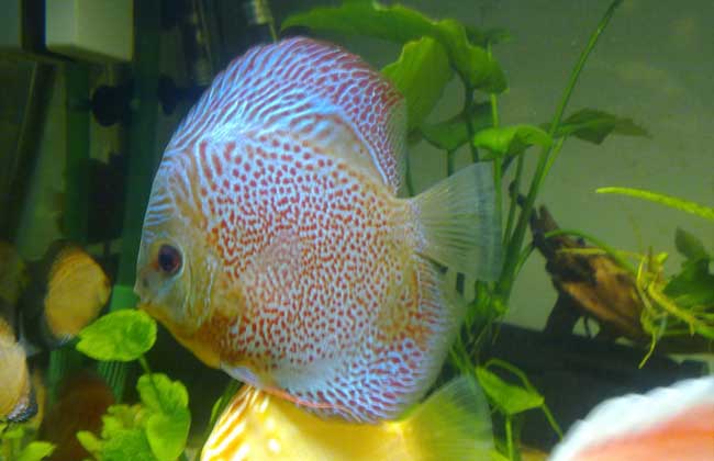 七彩神仙魚(yú)怎么養(yǎng)