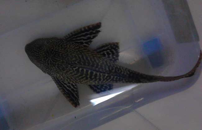 清道夫魚(yú)怎么飼養(yǎng)？