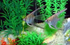 神仙魚怎么分公母，神仙魚性別如何鑒別