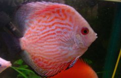 神仙魚和什么魚混養(yǎng)好？