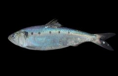 沙丁魚吃什么食物？沙丁魚產(chǎn)自什么地方？