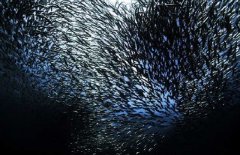沙丁魚是深海魚嗎，常見深海魚有哪些？