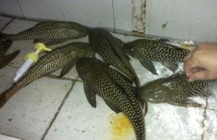 清道夫魚和什么混養(yǎng)？