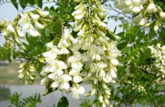 孕婦能吃槐花嗎？