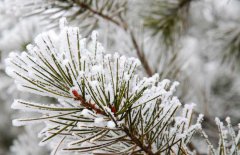雪松和云杉的區(qū)別你知道嗎？
