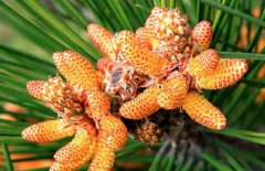 松花粉能減肥嗎？