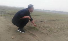 種植香菜的方法：香菜如何整地、播種與間苗定