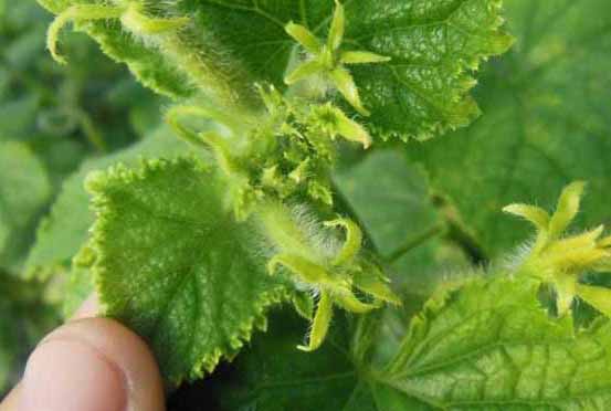 黃瓜花打頂的原因